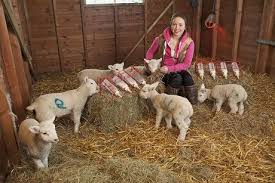 Image result for Weybridge Equestrian Centre