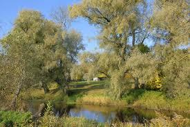 Attēlu rezultāti vaicājumam “Salix alba var. sericea”
