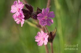Attēlu rezultāti vaicājumam “Silene dioica flower”