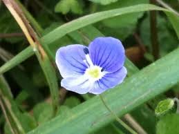 Attēlu rezultāti vaicājumam “Veronica filiformis bud”