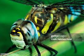 Attēlu rezultāti vaicājumam “Aeshna mixta male”