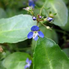 Attēlu rezultāti vaicājumam “Veronica beccabunga bud”