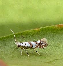 Attēlu rezultāti vaicājumam “Phyllonorycter platanoidella”