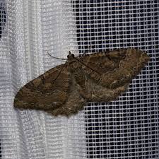 Attēlu rezultāti vaicājumam “Hydria cervinalis”