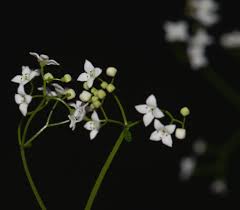Attēlu rezultāti vaicājumam “Galium elongatum”