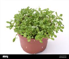 Image result for Majoran