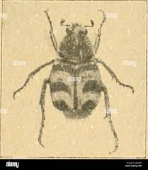 Attēlu rezultāti vaicājumam “Serica brunnea imago”