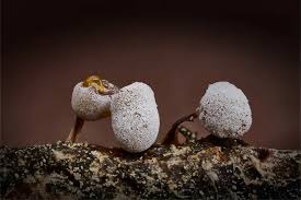 Attēlu rezultāti vaicājumam “Didymium melanospermum macro”