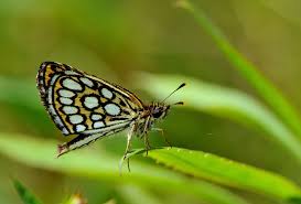Attēlu rezultāti vaicājumam “Heteropterus morpheus”