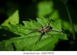 Attēlu rezultāti vaicājumam “Pisaura mirabilis”