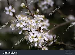 Attēlu rezultāti vaicājumam “Prunus domestica subsp. insitita”