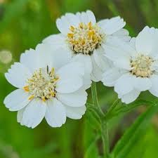 Attēlu rezultāti vaicājumam “Achillea ptarmica leaf”