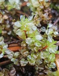 Attēlu rezultāti vaicājumam “Cinclidium stygium”