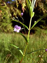 Attēlu rezultāti vaicājumam “Veronica scutellata flower”