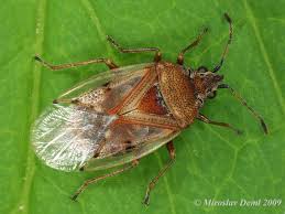 Attēlu rezultāti vaicājumam “Kleidocerys resedae”