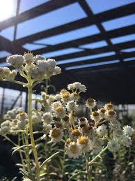 Attēlu rezultāti vaicājumam “Anaphalis margaritacea”