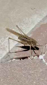 Attēlu rezultāti vaicājumam “Decticus verrucivorus nymph”