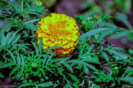 Attēlu rezultāti vaicājumam “Tagetes flower”