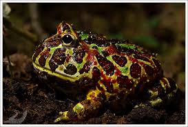 Image result for Ceratophrys ornata