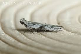 Attēlu rezultāti vaicājumam “Hypatima rhomboidella”