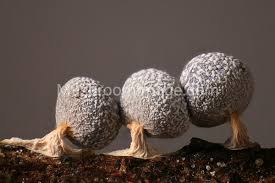 Attēlu rezultāti vaicājumam “Physarum leucophaeum macro”