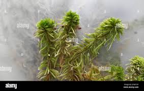 Attēlu rezultāti vaicājumam “Sphagnum wulfianum”