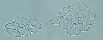 Attēlu rezultāti vaicājumam “Otidea bufonia”