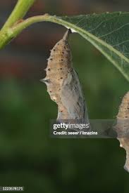 Attēlu rezultāti vaicājumam “Nymphalis xanthomelas pupa”