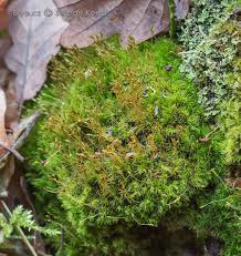 Attēlu rezultāti vaicājumam “Dicranum montanum”