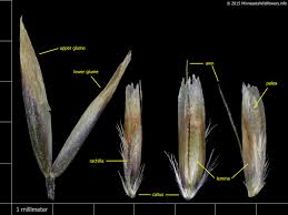 Attēlu rezultāti vaicājumam “Deschampsia cespitosa bud”