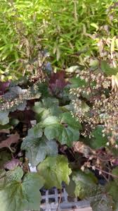 Image result for HEUCHERA americana 'Palace Purple Auslese'