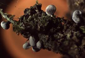 Attēlu rezultāti vaicājumam “Badhamia bethelii macro”