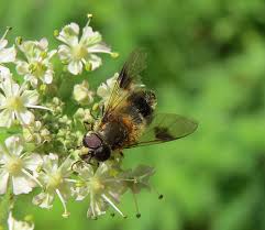 Attēlu rezultāti vaicājumam “Leucozona lucorum”