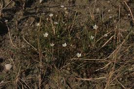 Attēlu rezultāti vaicājumam “Sagina nodosa”