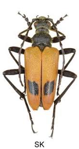 Attēlu rezultāti vaicājumam “Pachyta quadrimaculata”