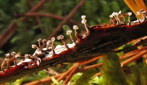 Attēlu rezultāti vaicājumam “Badhamiopsis macrospora spores”