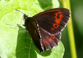 Attēlu rezultāti vaicājumam “Erebia ligea”