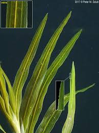 Attēlu rezultāti vaicājumam “Potamogeton rutilus”