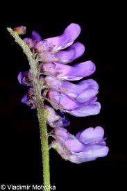 Attēlu rezultāti vaicājumam “Vicia cracca bud”
