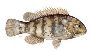 Image result for Tautoga onitis