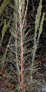 Attēlu rezultāti vaicājumam “Artemisia campestris bud”