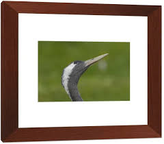 Attēlu rezultāti vaicājumam “Grus grus adult”