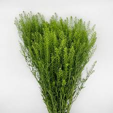 Attēlu rezultāti vaicājumam “Thlaspi arvense”