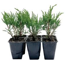 Attēlu rezultāti vaicājumam “Juniperus sabina”