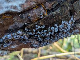 Attēlu rezultāti vaicājumam “Badhamia utricularis spores”