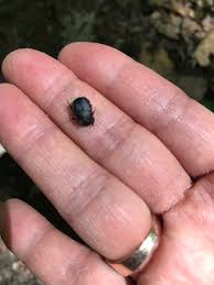 Attēlu rezultāti vaicājumam “Attagenus pellio”