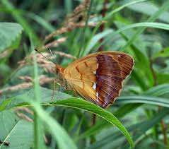 Attēlu rezultāti vaicājumam “Argynnis laodice female”