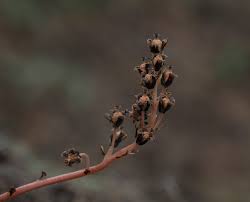 Attēlu rezultāti vaicājumam “Monotropa hypopitys bud”