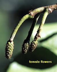 Attēlu rezultāti vaicājumam “Alnus glutinosa female flower”