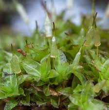 Attēlu rezultāti vaicājumam “Encalypta”